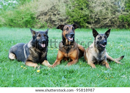 three dogs on a meadow
