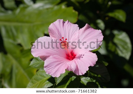 Beautiful Pink Hibiscus flower in full bloom