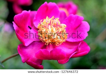 Dark pink flower close up