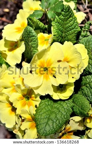 Beautiful yellow flower portrait