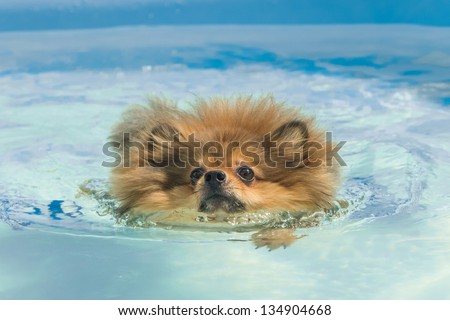 pomeranian dog swimming in swimming pool at summer