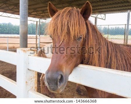 Horse in the farm behind the fence