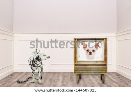 Dalmatian looking at the chihuahua on TV in cozy vintage room