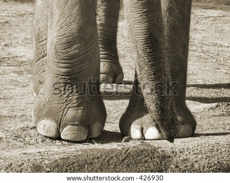 Close Shot of Asian Elephant\'s feet and trunk