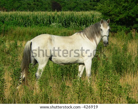Beautiful White Horse, full profile