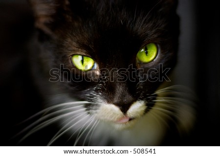 mysterious, green cat eyes