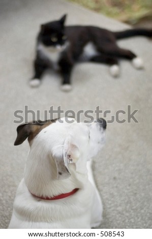 dog and cat hanging out together on porch, shallow focus on dog
