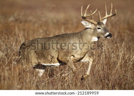 A white-tailed deer buck leaping through tall grass.