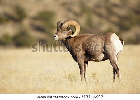 A bighorn sheep ram photographed in his environment.