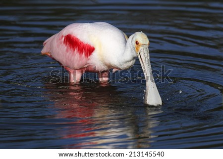Roseate Spoonbill wading in water
