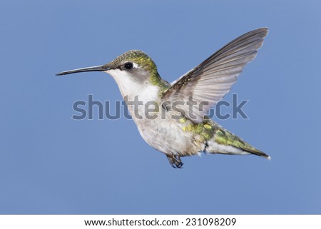 A female ruby-throated hummingbird