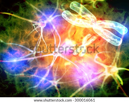 Nerve Cells,Chromosome