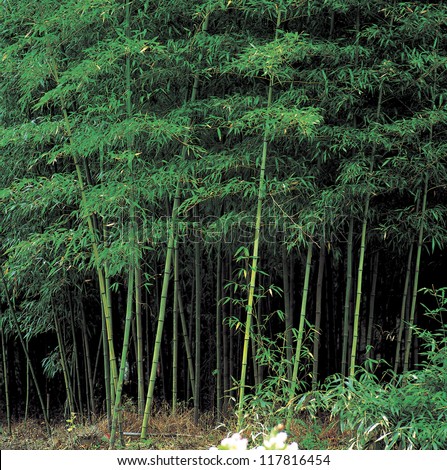 Entrance of the bamboo forest