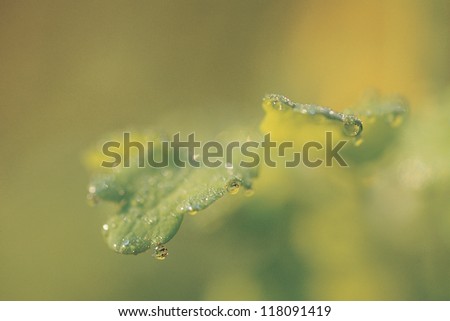 Green leaf with yellow shade covered with moistness