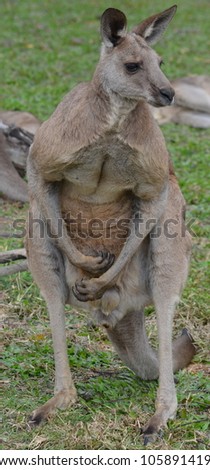 Full body frontal shot of a large male Australian Kangaroo