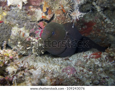 The giant moray peeks out from under some rocks on the ocean floor.  This is a large eel, reaching up to 300 cm (10.0 ft) in length and 30 kg (66.1 lbs) in weight.