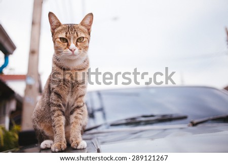 Tiger Cat sitting on car hood and rains drops on at rainy season,focused cat face.Vintage tone