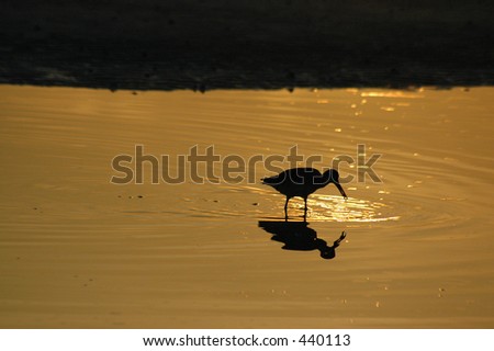 Willet feeding in reflecting pool at sunset with room for text
