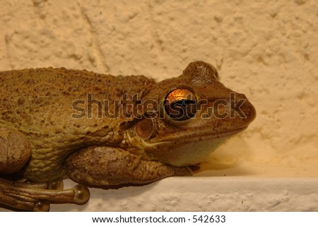 Tree frog posing