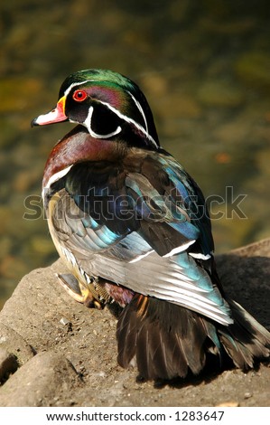 Colorful duck perched on the edge of a pond