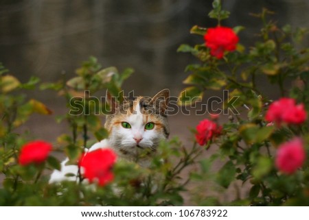Cat among roses