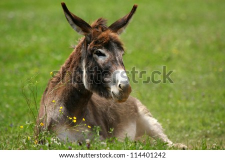 Donkey in the grass