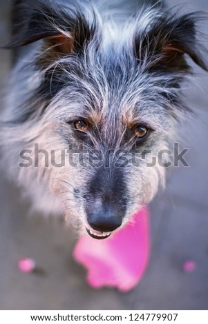 Funny grey dog looking up - broken pink paper heart below.