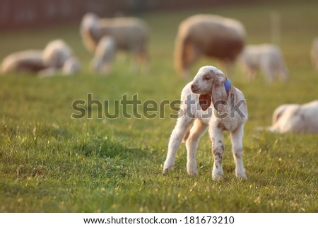A young Italian lamb is standing in the green field, the flock behind him. The scene is gently backlit
