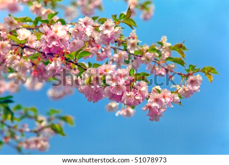 blossom almonds tree and bumblebee on flower