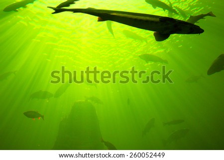 Fishes at the ocean. Underwater photography. Sea diving.