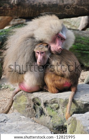Two baboons hugging each other