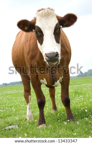 Cow Brown White Falling (Funny picture)