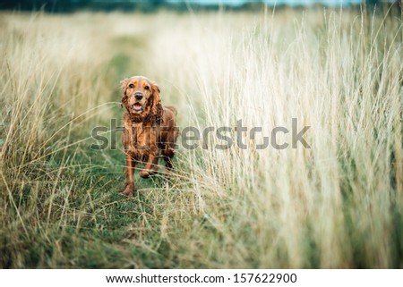red dog running in the grass