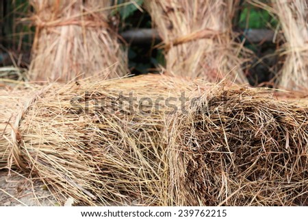 Bunches of rice straw leaning on the fence of the rear orchard of a traditional homestead in Patihani-Chitwan district-Nepal