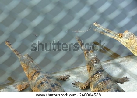 Breeding young gharials -gavialis gangeticus- being reared and raised to an age of 6-9 years under protection of the Gharial Conservation Project. Chitwan Park and distr.-Narayani zone-Nepal.