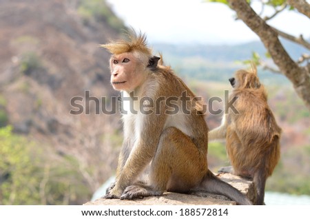 Thinking monkey is sitting on the mountain in summer