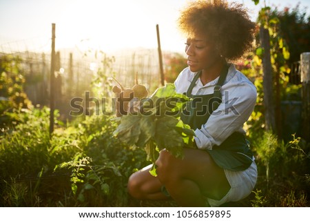 Similar – Image, Stock Photo Woman picking the vegetables in a garden