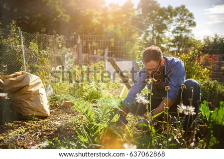 Foto Bild Urban Gardening Pflanzen im Nachbarschaftsgarten