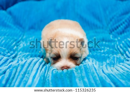 Pomeranian Puppy Resting on Blue Chair