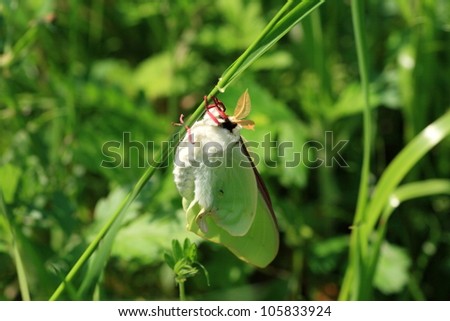 Japanese moon moth growing wings and flying