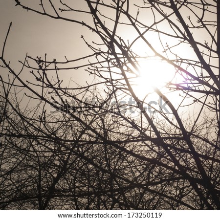 Sun shines in tree branches with a lens flare artistic photo