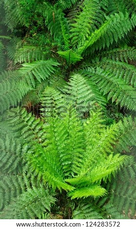 Tropic forest, Green ferns from the top in the jungle, close up, green background, texture, exotic tropical plant, seasonal plant, autumn season\
spring time,