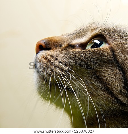 Cat portrait close up, only head crop, looking to the top, cat in light brown and cream looking with pleading stare at the viewer with space for advertising and text, cat head
