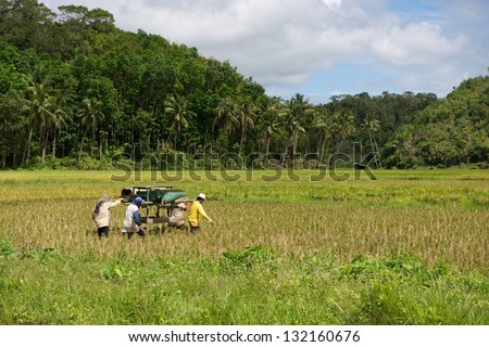 People working in rise field, green rise field and workers in it with green forest background, tropical island landscape view, Philippines nature, rise field with workers, exotic island, rise field