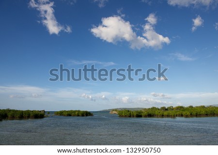 Mangroves growing in the lagoon in the bay of Isla Cebu, Philippines, young mangrove tree (avicenia marina) growing in shallow water with the blue sky background,mangrove trees in the sea and nice sky