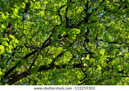 Green leaves texture. Beautiful green leaves in Lithuania, green pattern background, Green leaves with sun ray, Green leaves close up, green background, texture, fresh nature fragment