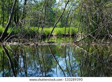 Nature in summer in Lithuania. River with the reflection of trees on a water. River scene close up with trees reflections in water. European nature. River.Wild nature. Lithuanian nature.