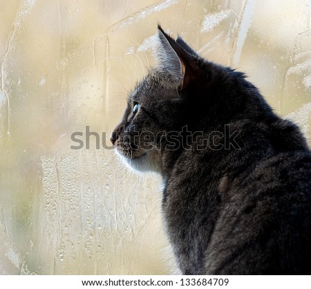 Sitting cat and looking through the window on a yellow light blur window background with rain drops, watching cat close up, yellow background with rain drops and cat, looking left, watching birds
