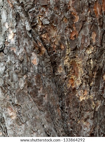 Old tree bark background in the park.Old Wood Tree Texture Background Pattern, Old rough tree bark background texture organic patterns, tree bark texture.Old mighty oak. Old tree.Tree texture close up