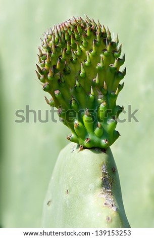 Cactus leaf, opuntia, fresh cactus leaf in spring time, popular cactus in Malta, cactus close up, green leaf of cactus isolated in blur green background, maltese flora, maltese plants